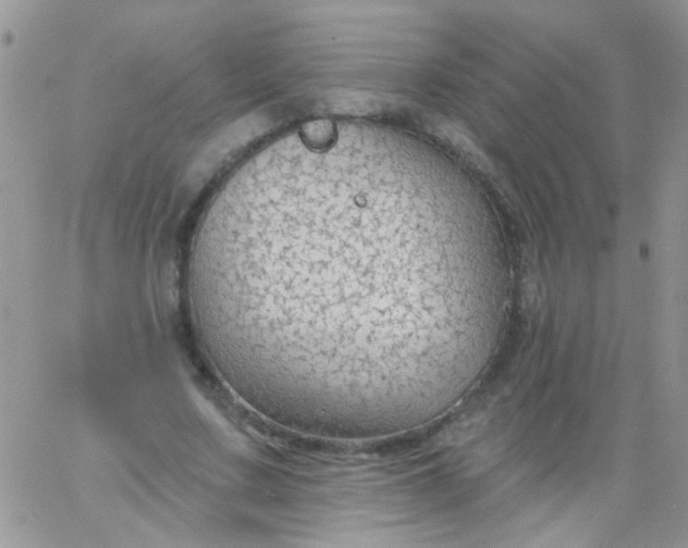 X0000065970683200603172050