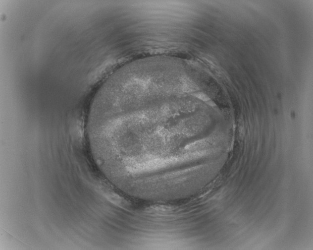 X0000065970691200603172050