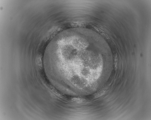 X0000065970699200603172050