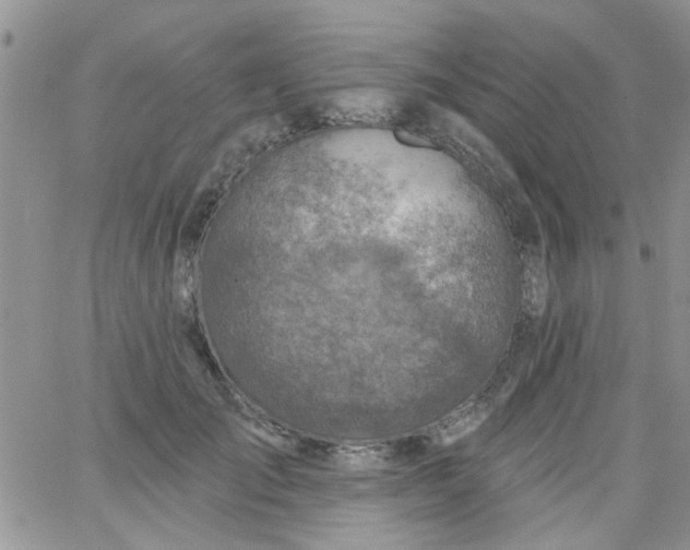 X0000065970701200603172050