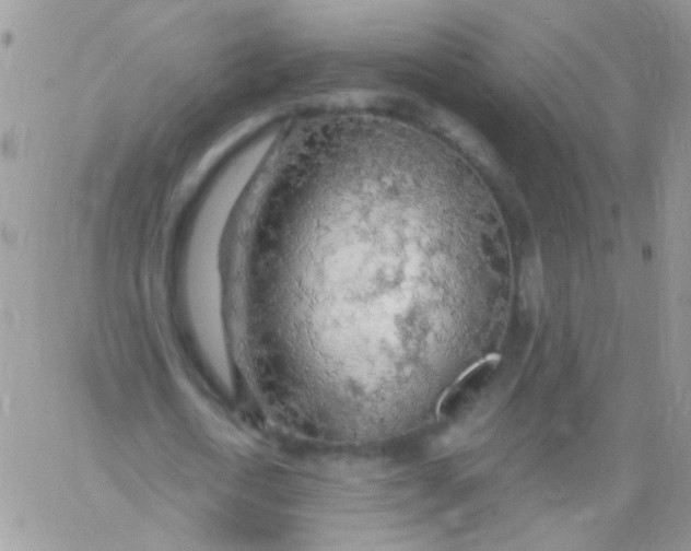 X0000065970722200603172049