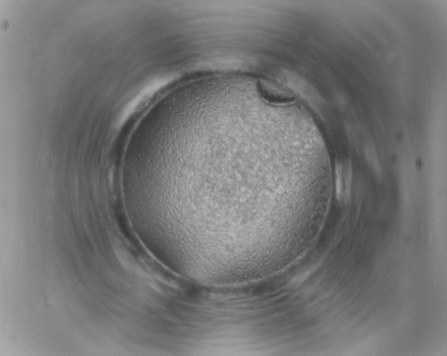 X0000065970723200603172049