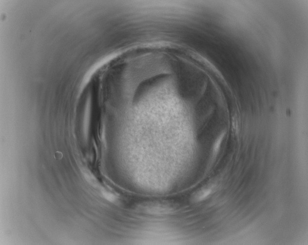 X0000065970724200603172049