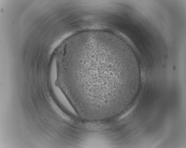 X0000065970725200603172049