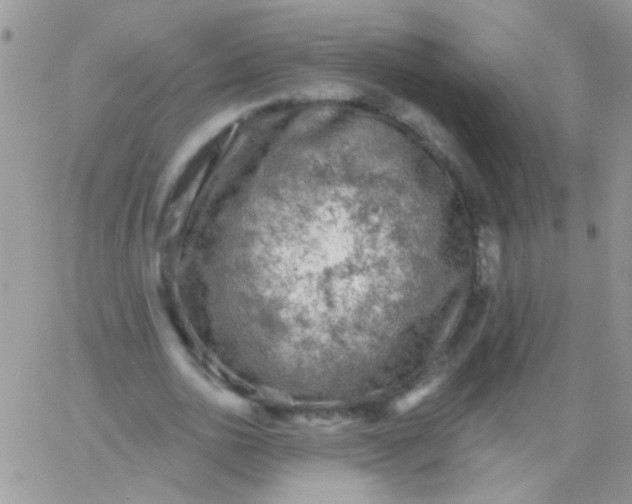 X0000065970726200603172049