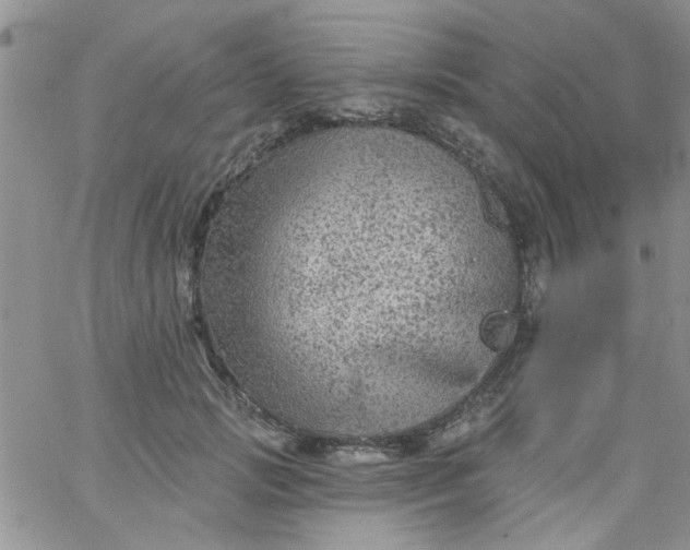 X0000065970749200603172050