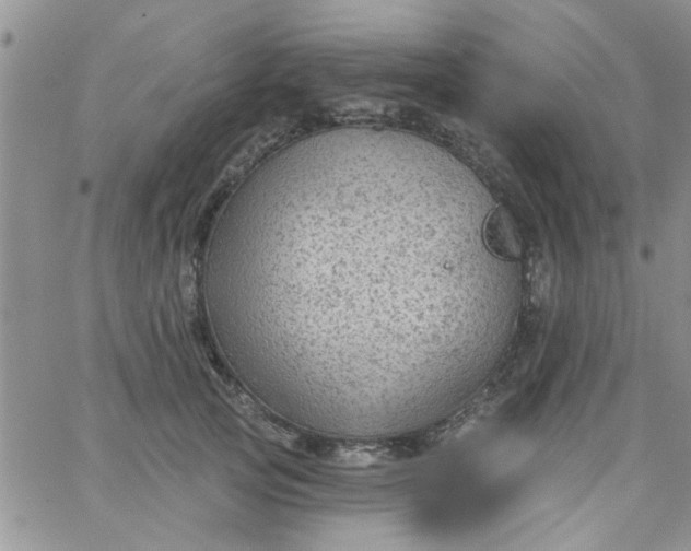 X0000065970753200603172050