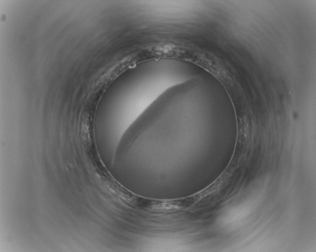 X0000065970754200603172050