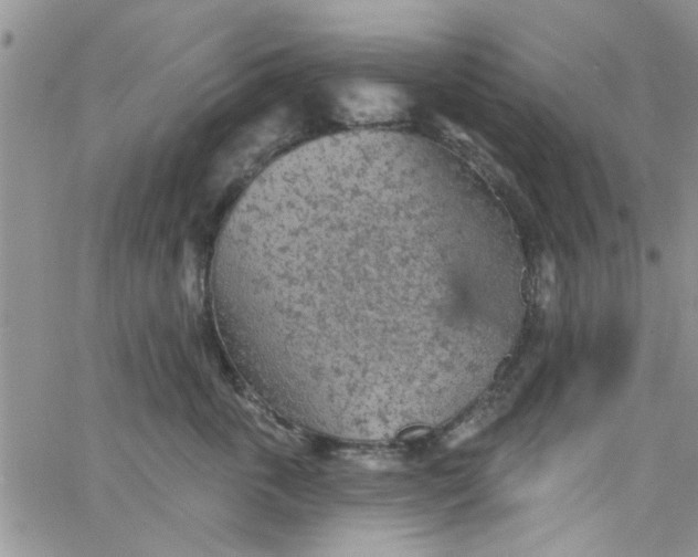 X0000065970763200603172050