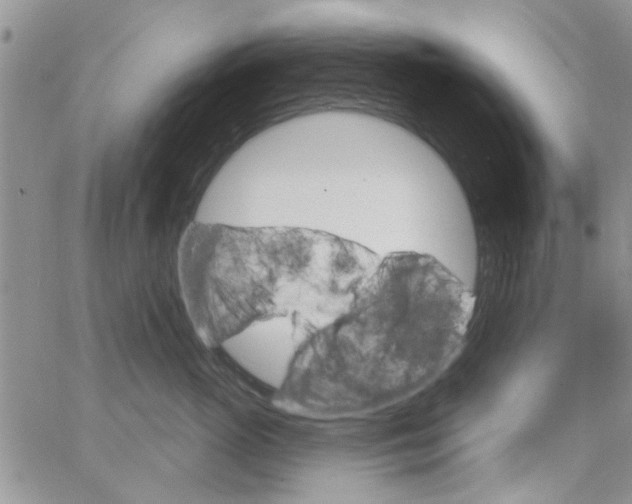 X0000065970765200603172050