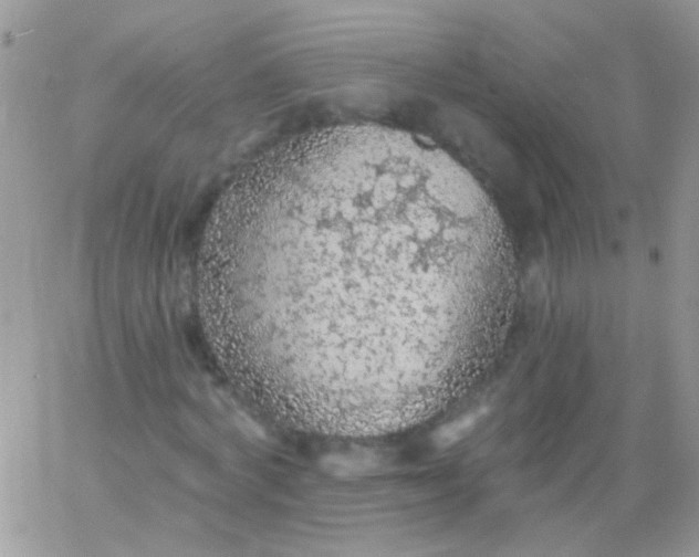 X0000065970772200603172049