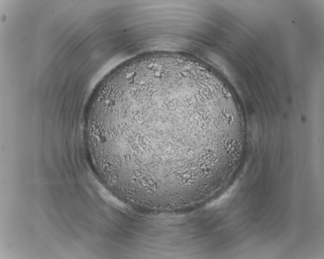 X0000065970779200603172049