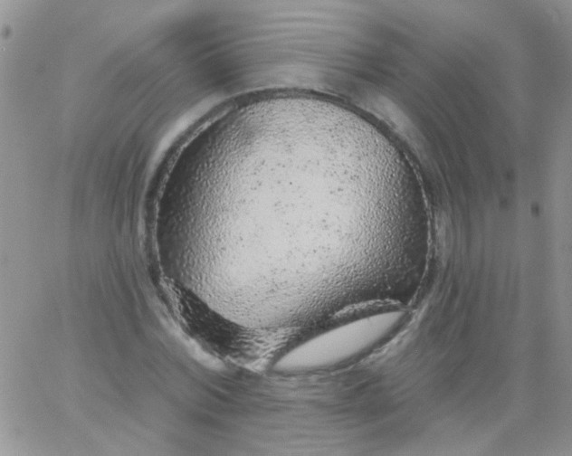 X0000065970780200603172049