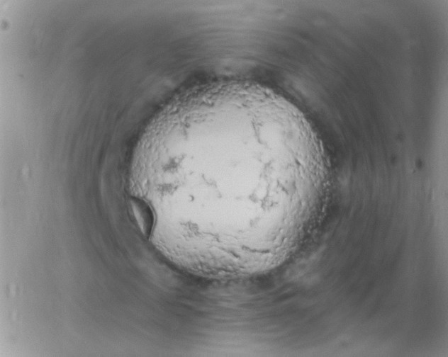 X0000065970817200603172048