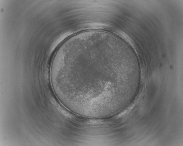 X0000065970835200603172048