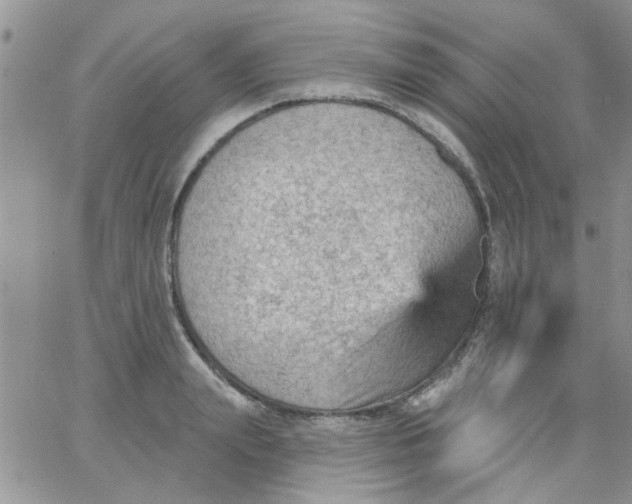 X0000065970847200603172048