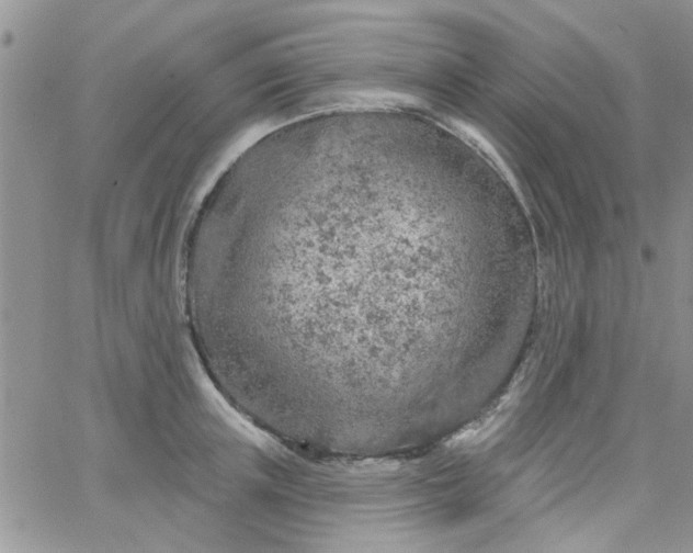 X0000065970851200603172048