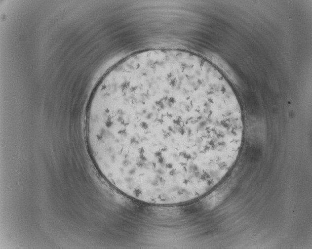 X0000065970856200603172048