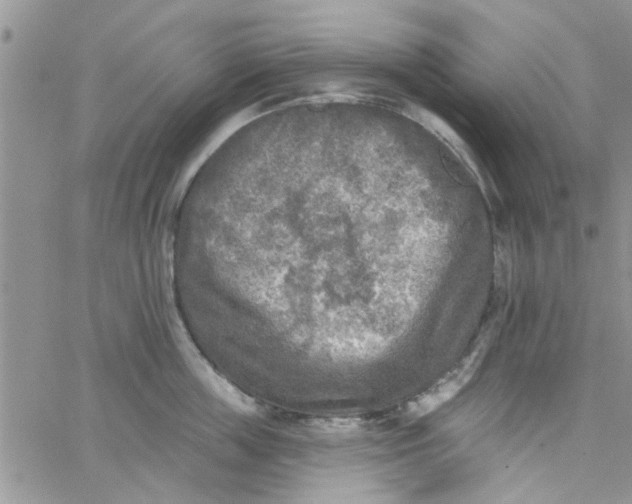 X0000065970859200603172048