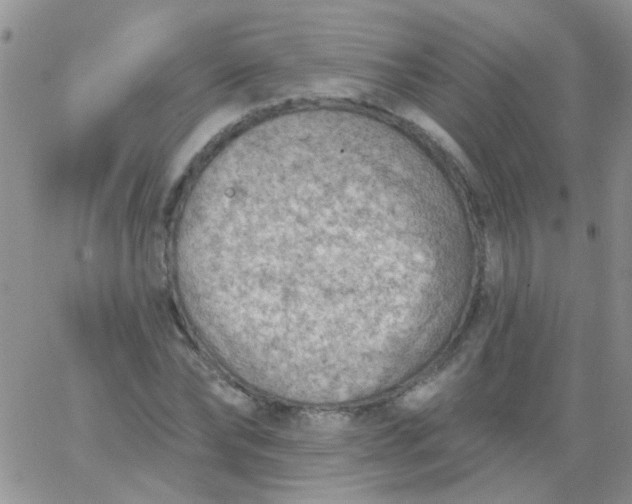 X0000065970878200603172047