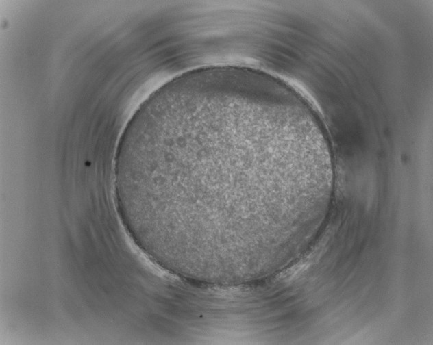 X0000065970895200603172047