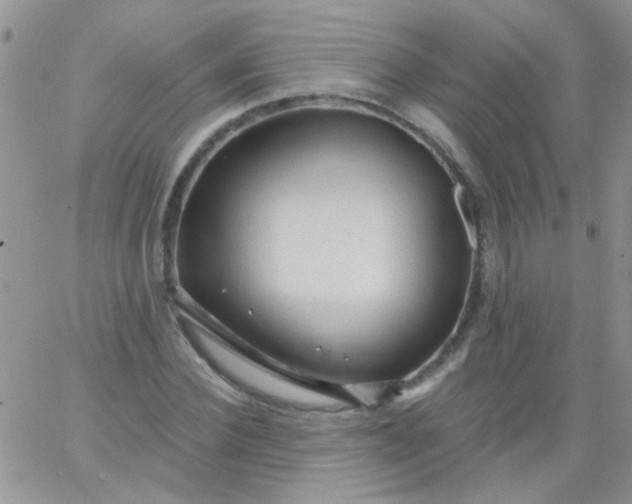 X0000065970924200603172046