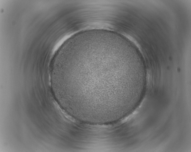 X0000065970925200603172046