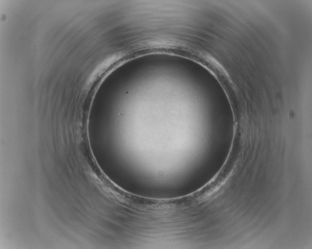 X0000065970930200603172046