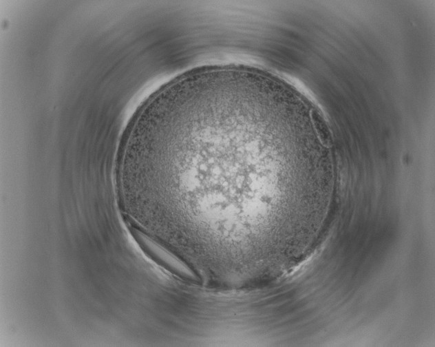 X0000065970943200603172046