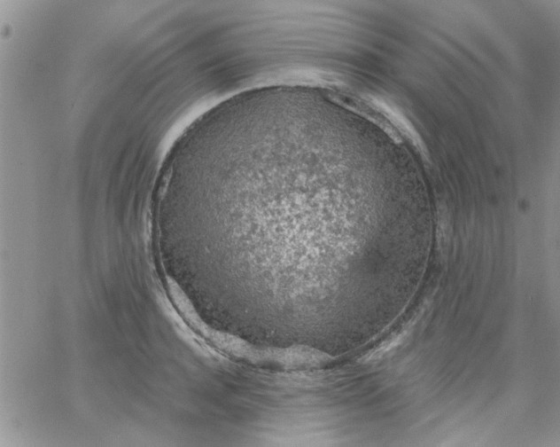 X0000065970944200603172046