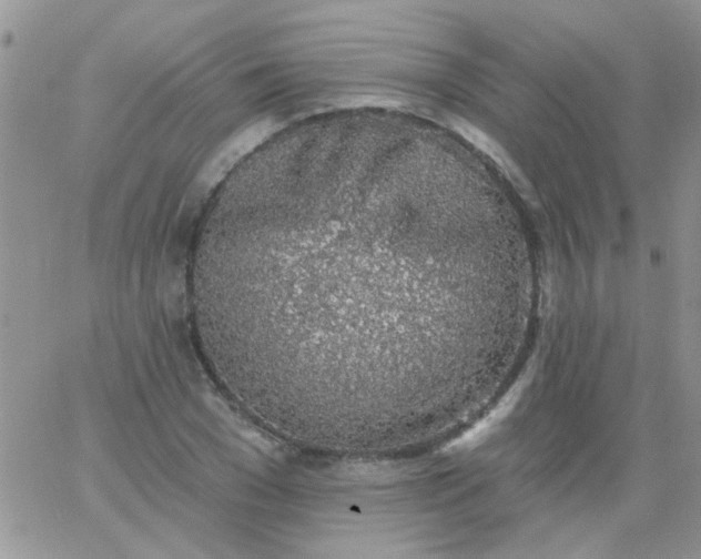 X0000065970977200603172046