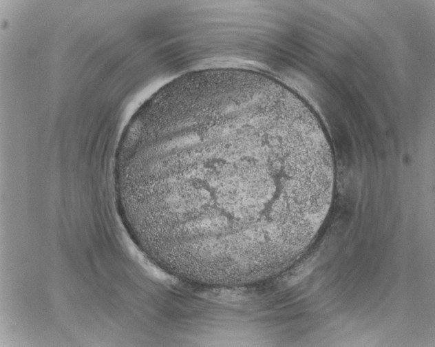 X0000065970995200603172045