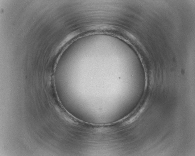 X0000065971017200603172045