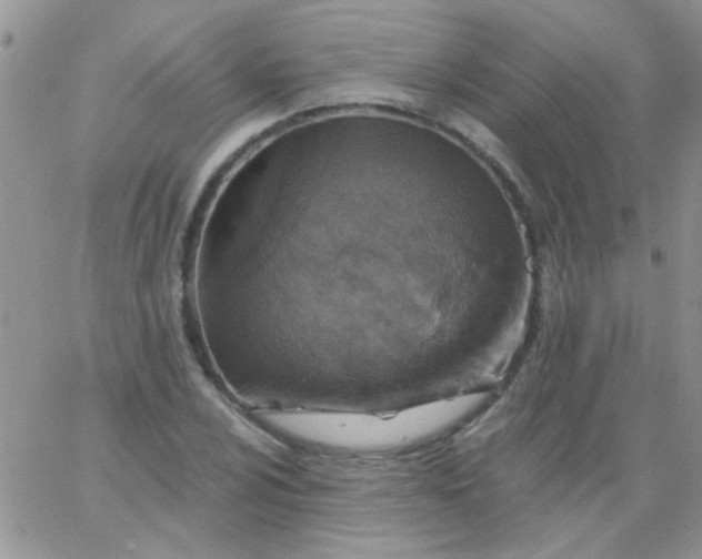 X0000065971024200603172045