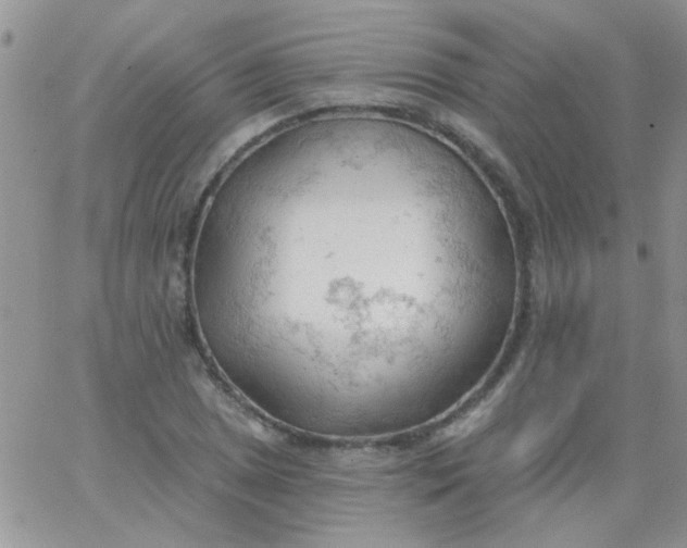 X0000065971025200603172045