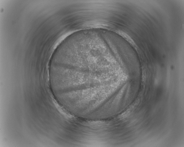 X0000065971031200603172045