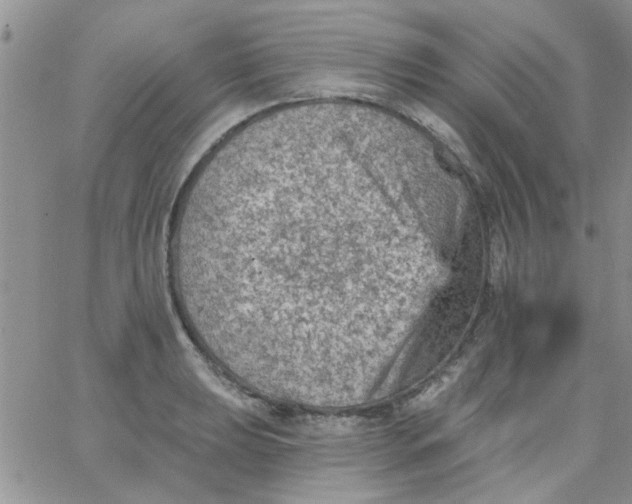 X0000065971039200603172045