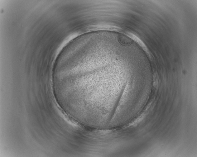 X0000065971043200603172045