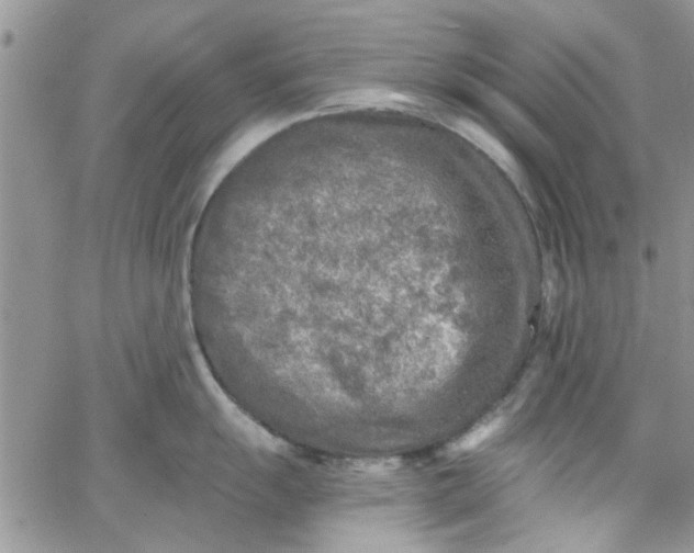 X0000065971055200603172045