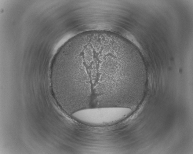 X0000065971071200603172044