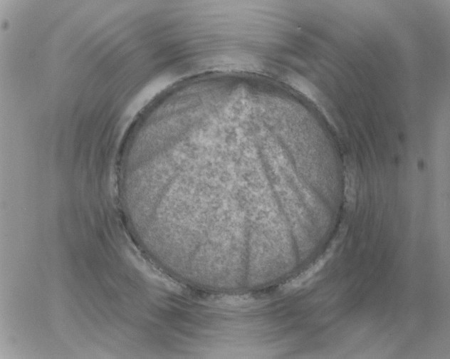 X0000065971074200603172044