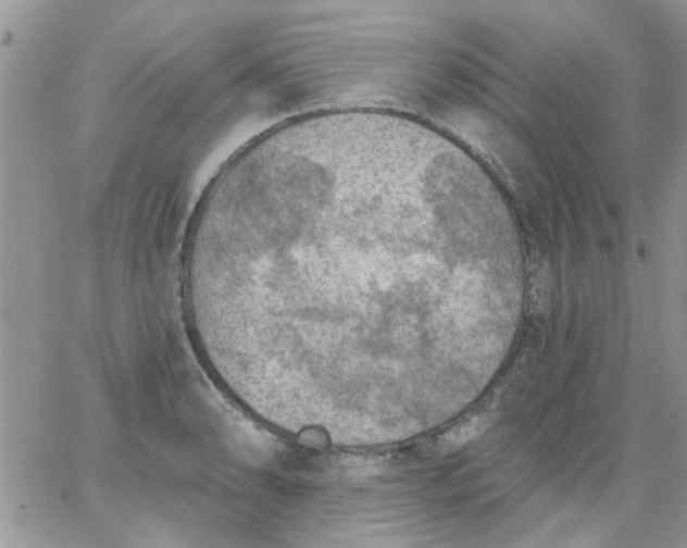 X0000065971086200603172044