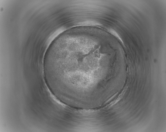 X0000065971087200603172044