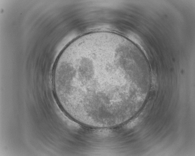 X0000065971090200603172044