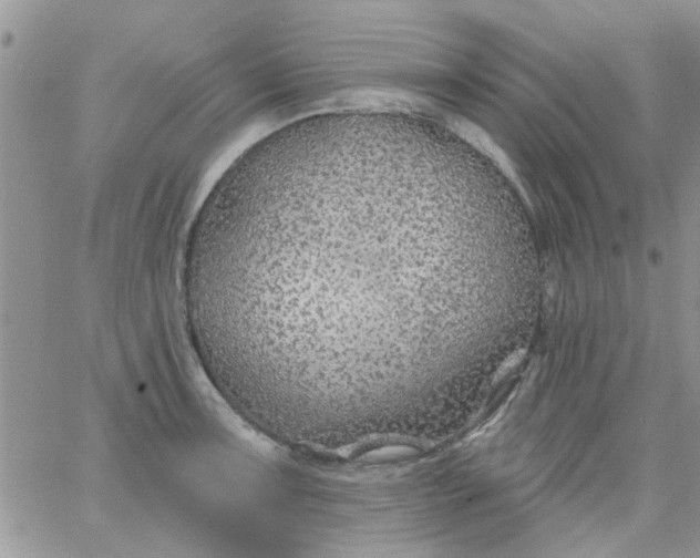 X0000065971091200603172044