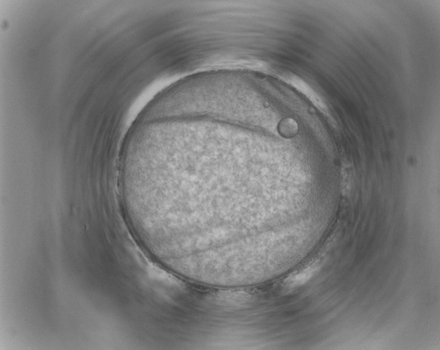 X0000065971094200603172044