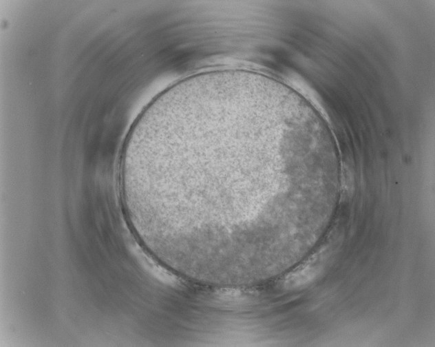 X0000065971098200603172044