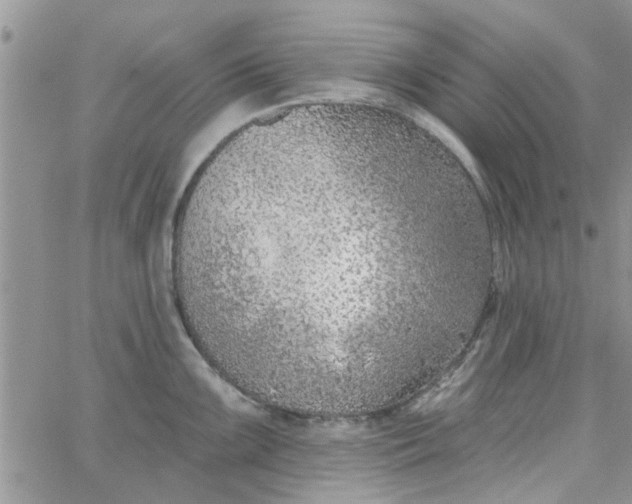 X0000065971099200603172044