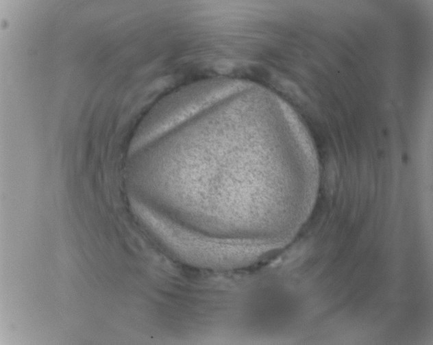 X0000065971105200603172043