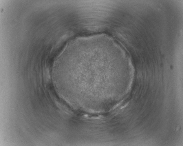 X0000065971106200603172043